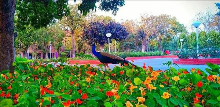 GNDU Campus photo 29